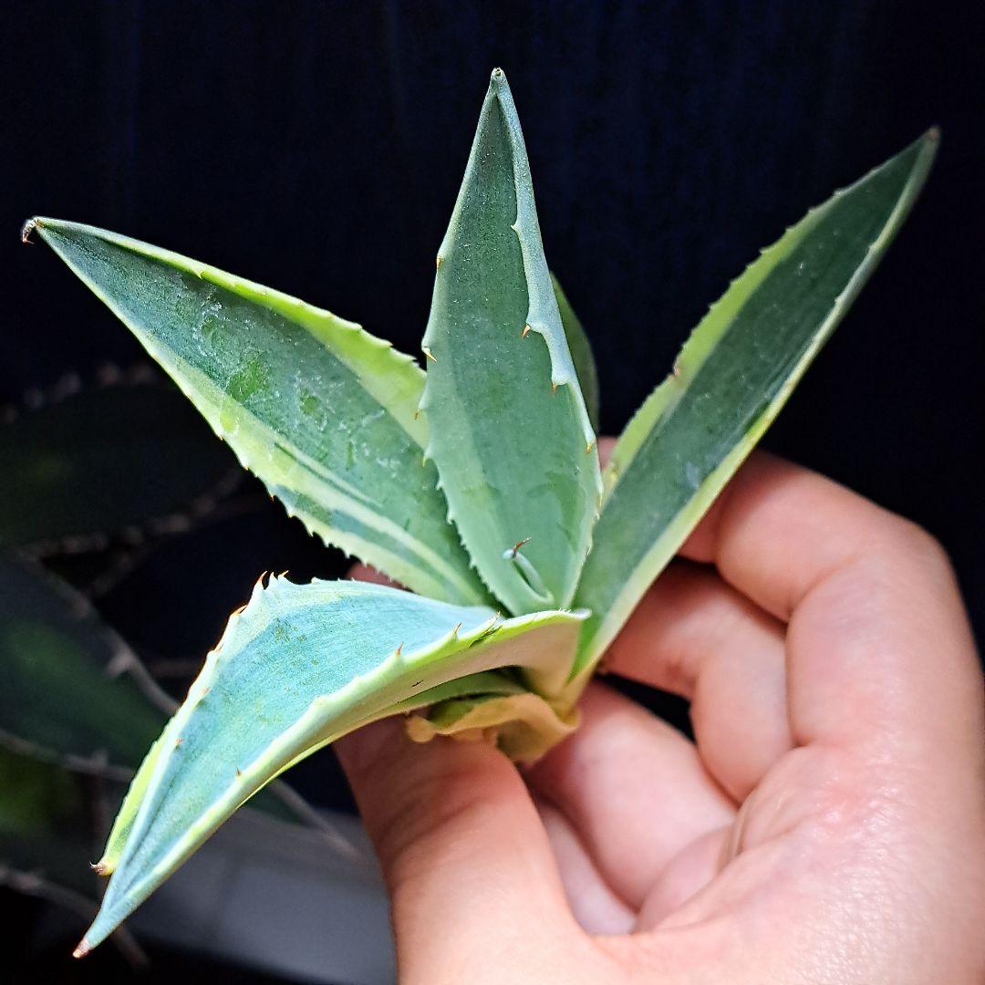 ★根付き大子株★オルカ★　アガベ　オバティフォリア　オルカ　②