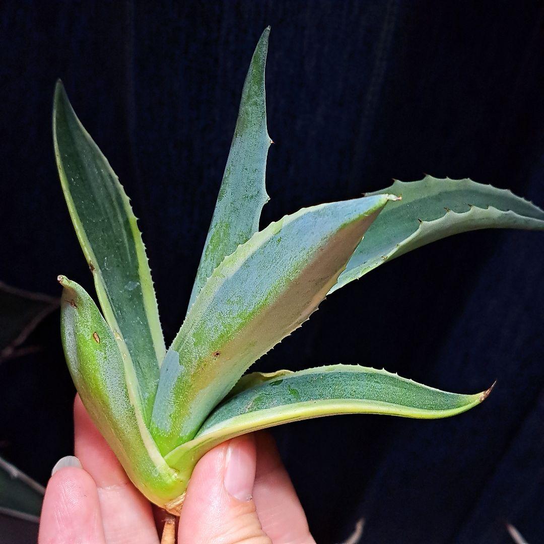 ★根付き大子株★オルカ★　アガベ　オバティフォリア　オルカ　②