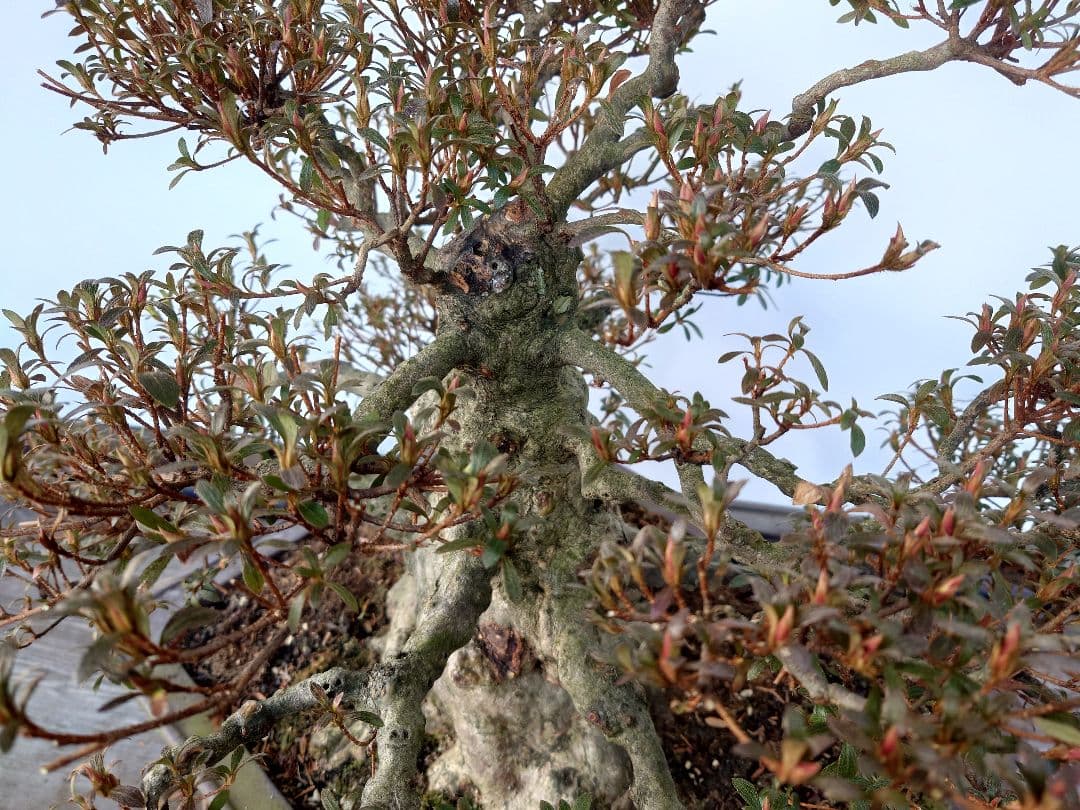 h*0様 盆栽　皐月(如峰山)　樹高46cm