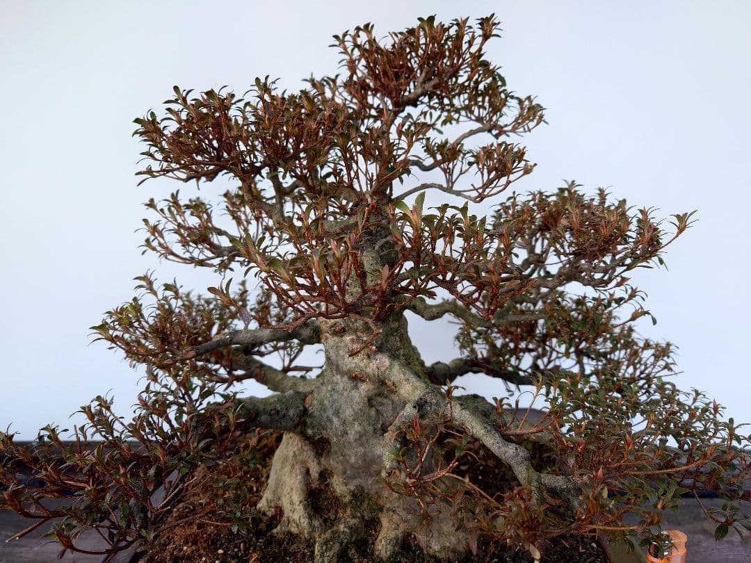 h*0様 盆栽　皐月(如峰山)　樹高46cm