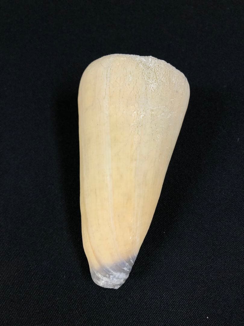 イモガイ＊貝殻＊インテリア＊置物＊5個セット