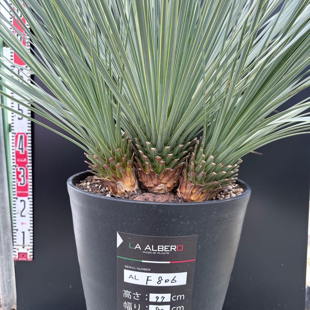 【AL-F806】ユッカ　ロストラータ 　超希少ランチョブルー　４頭株　1/6