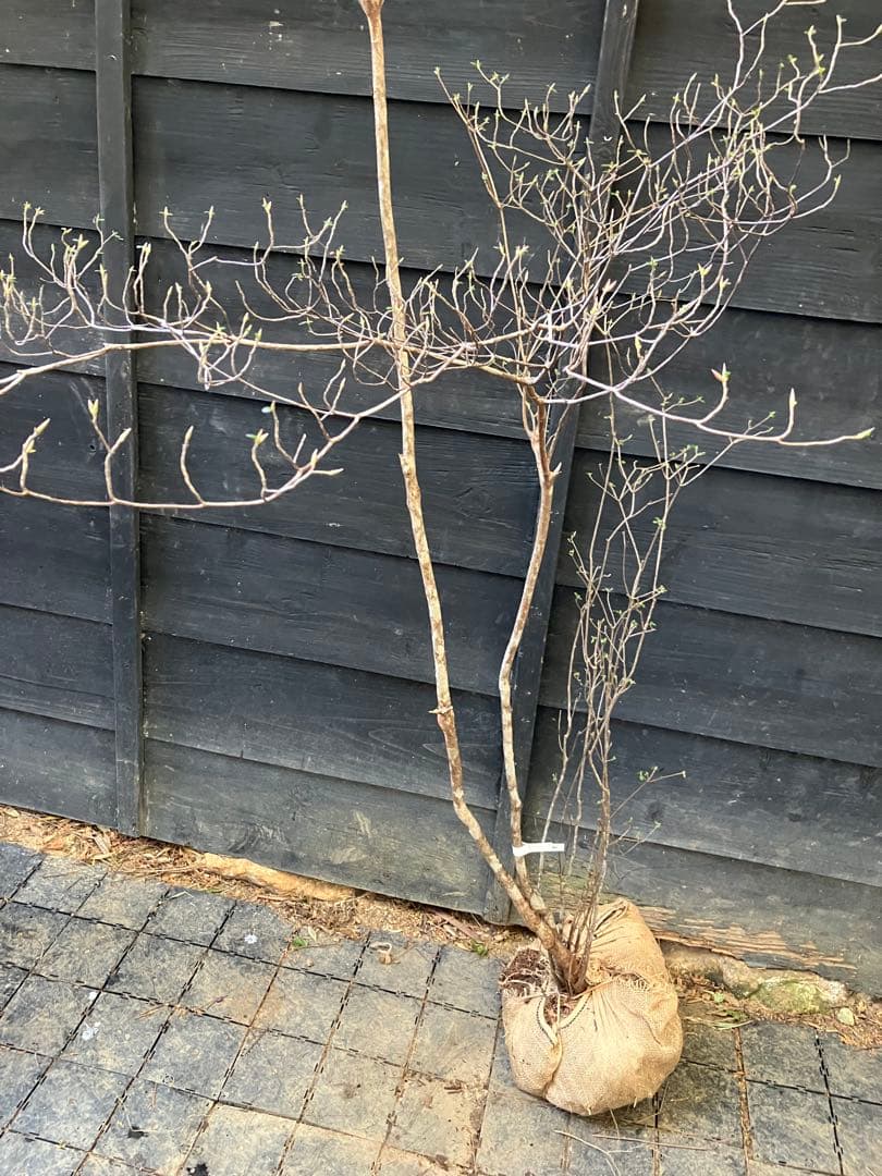 40 山採り　バイカツツジ