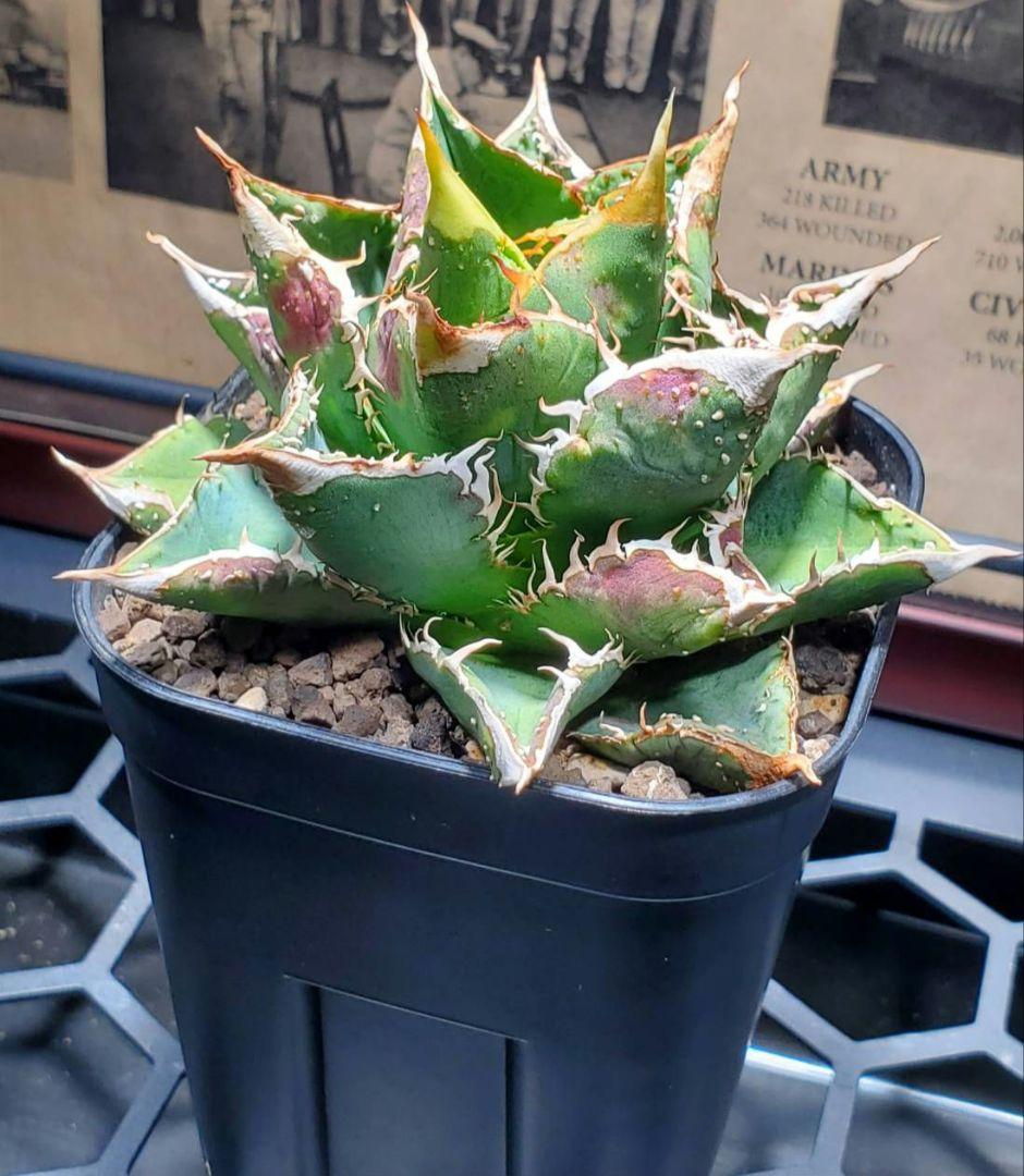 アガベ・チタノタ 豆豆龍(トトロ) ブツブツ系