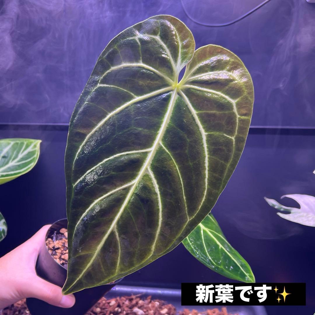 サイズ特大葉❗️超絶希少❗️アンスリウムレガレダークフォーム 新葉展開中✨️