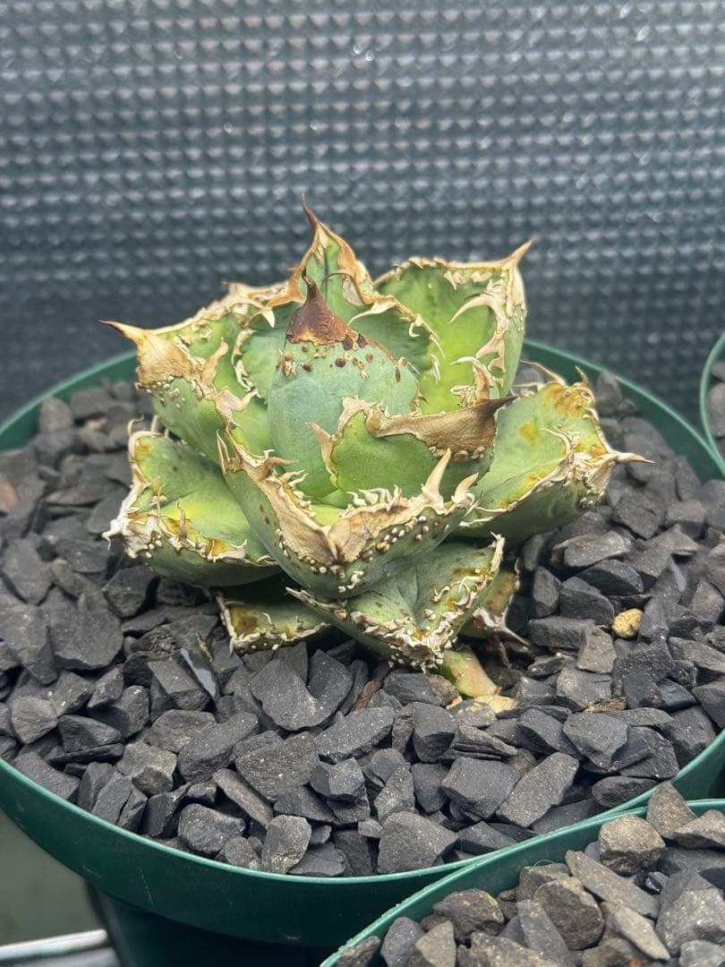 lize 血統　冰雹　子株