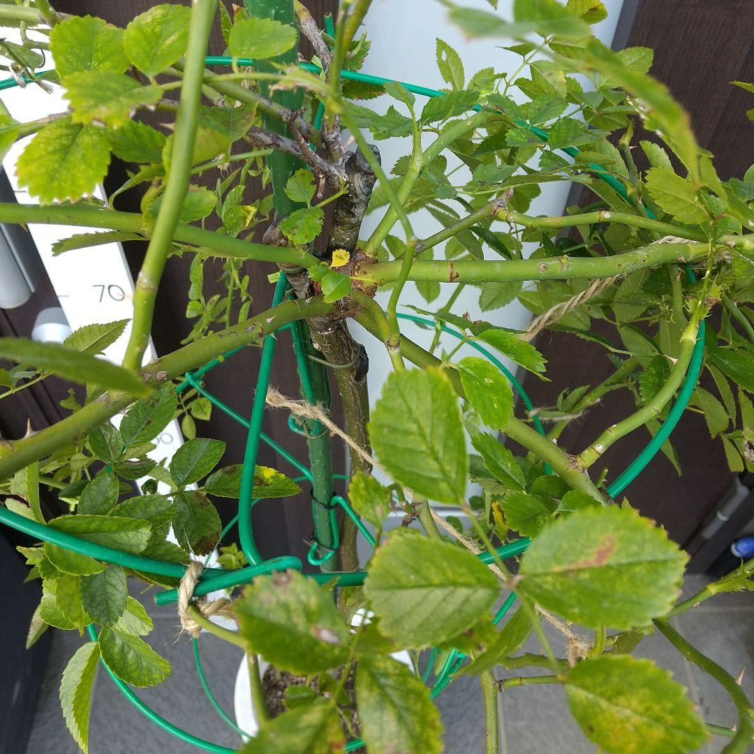 スタンダード仕立てバラ苗(ウィーピングST.スーパーエクセルサ)