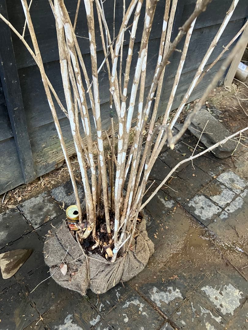 20 山採り　ウグイスカグラ