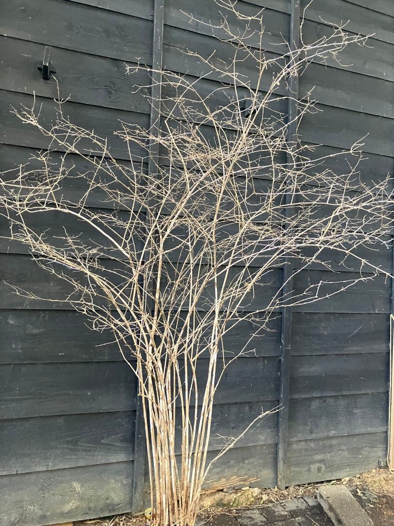 20 山採り　ウグイスカグラ