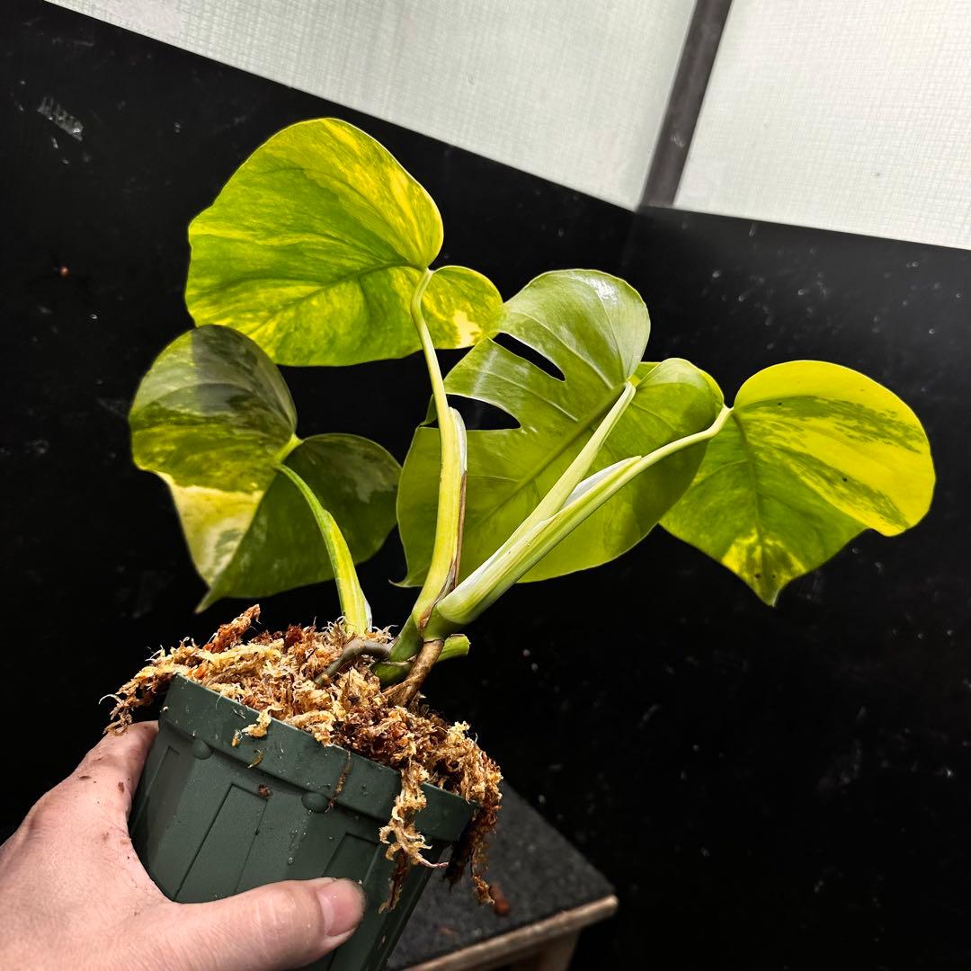 超*✿様 斑入りモンステラボルシギアナオーレア黄斑4号鉢植え発根済み安心株