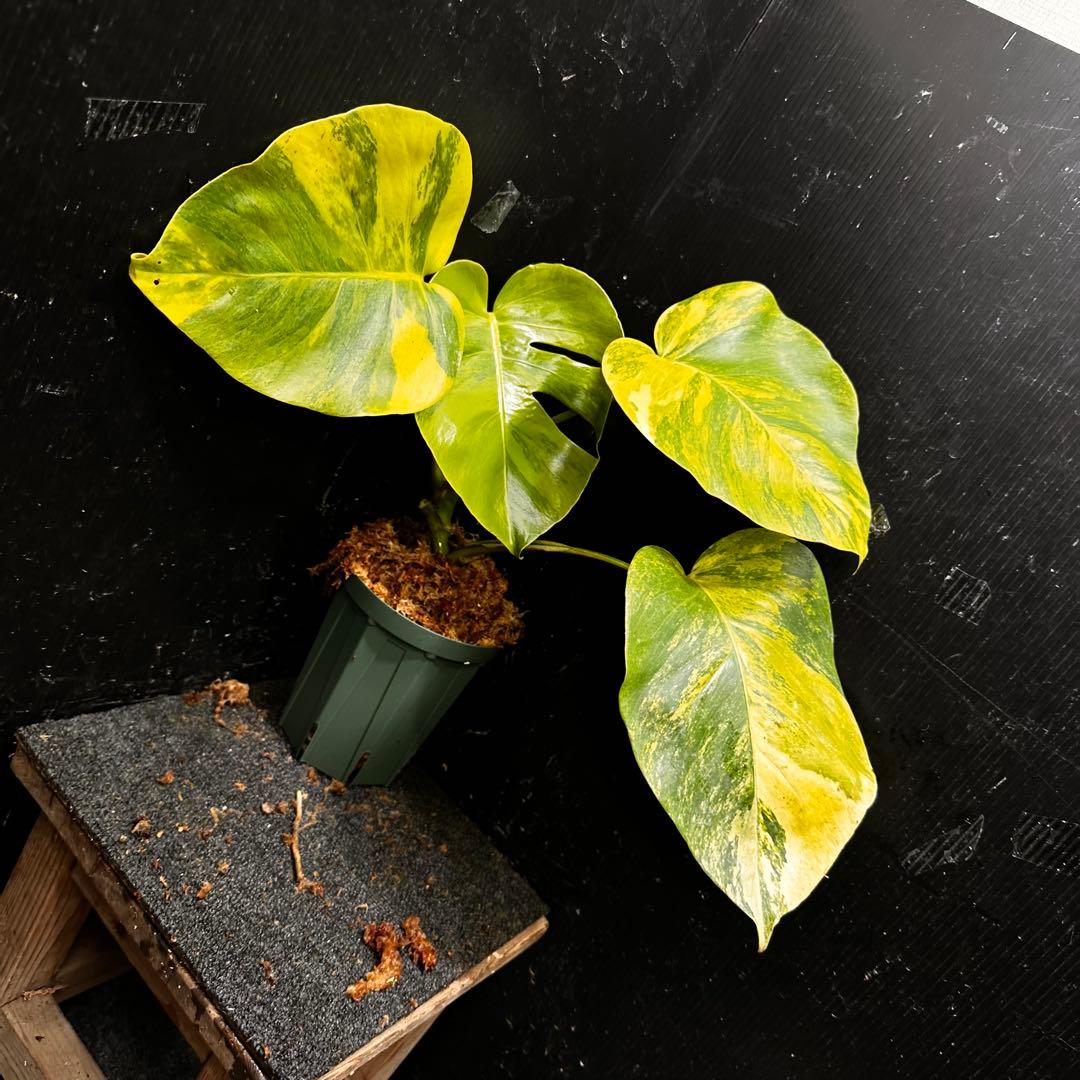 超*✿様 斑入りモンステラボルシギアナオーレア黄斑4号鉢植え発根済み安心株