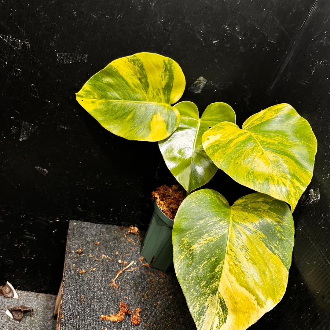 超*✿様 斑入りモンステラボルシギアナオーレア黄斑4号鉢植え発根済み安心株