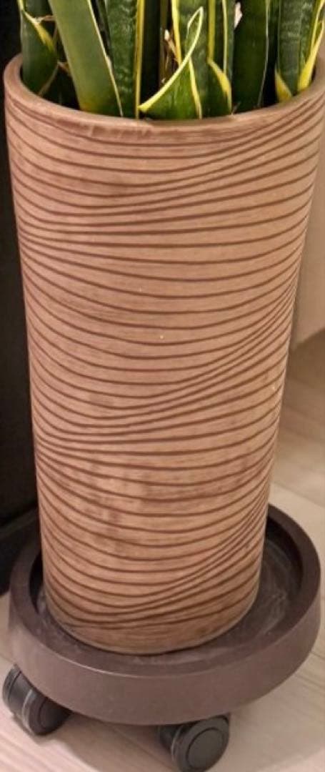 サンスベリア　引き取り限定