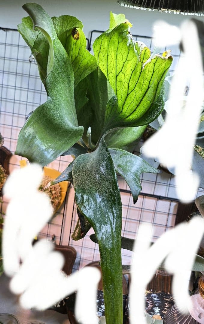 ビカクシダ　ステマリア　板付