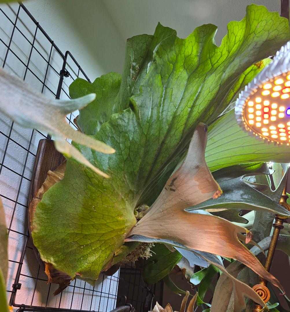 ビカクシダ　ステマリア　板付