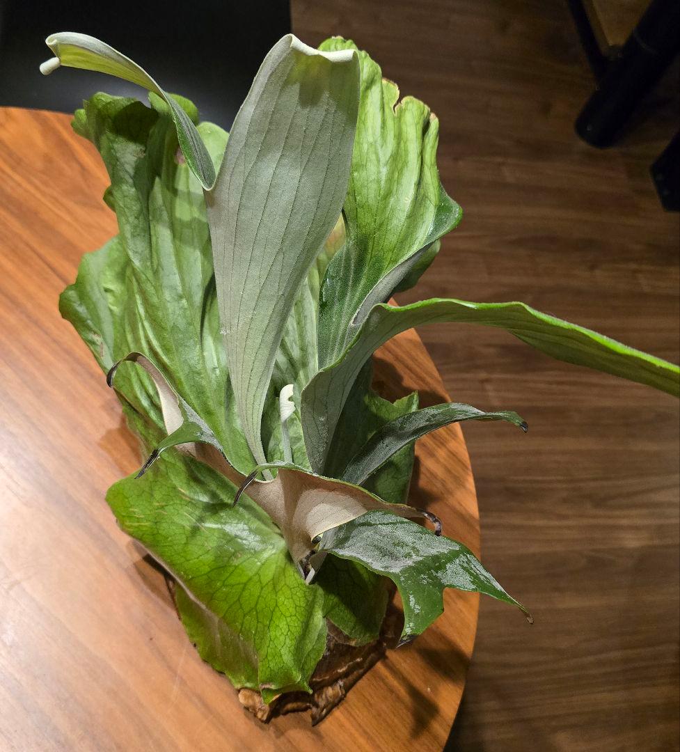 ビカクシダ　ステマリア　板付