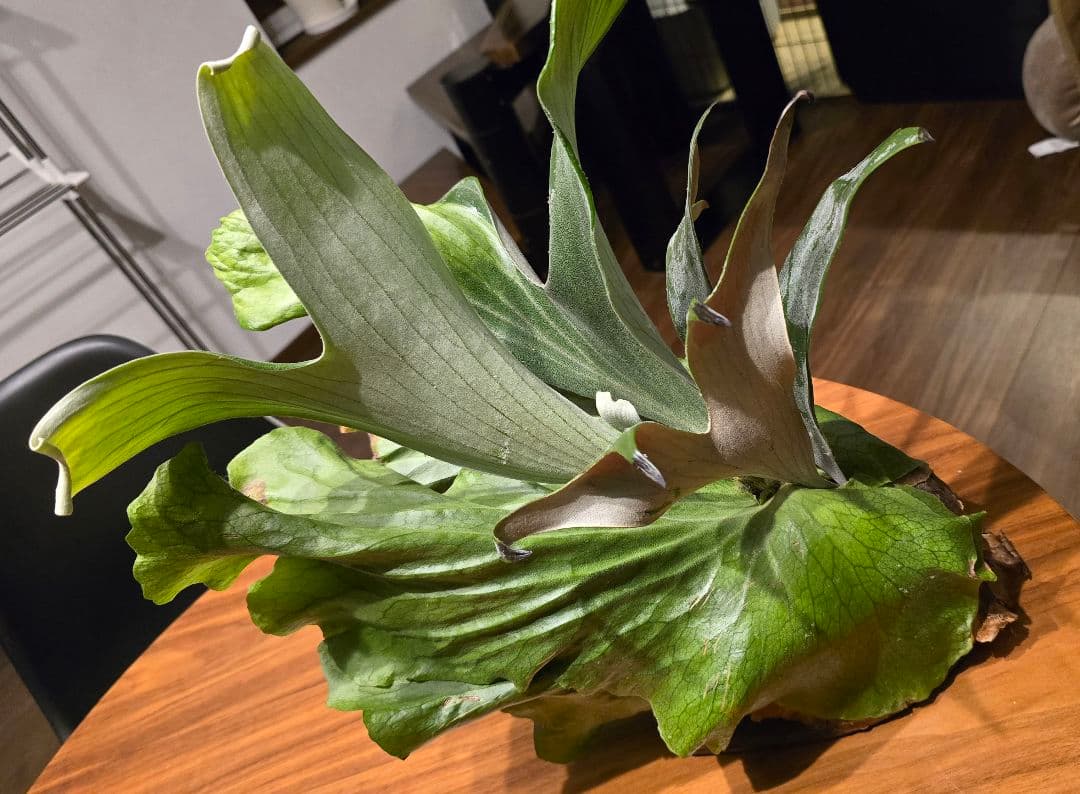 ビカクシダ　ステマリア　板付