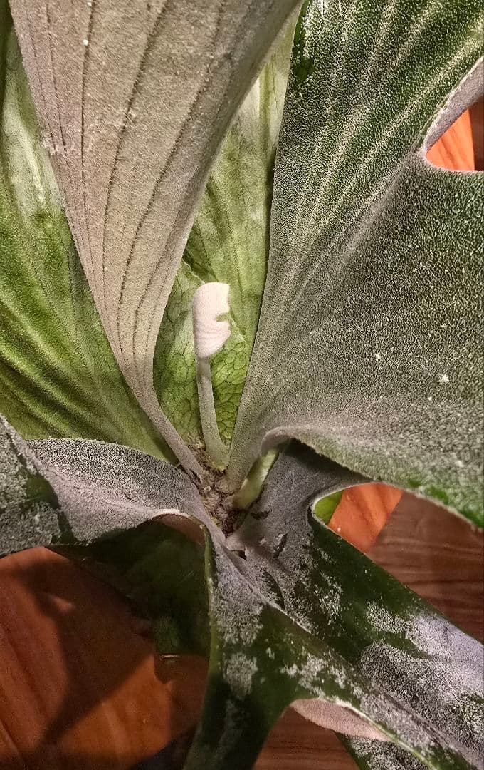 ビカクシダ　ステマリア　板付