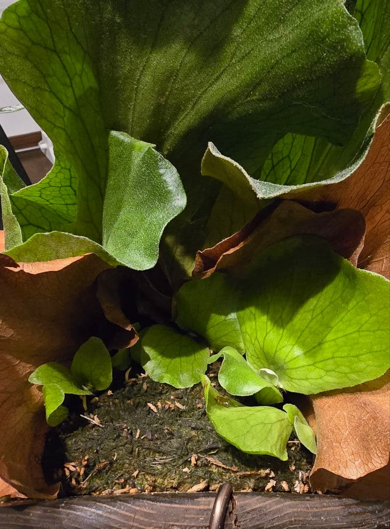 ビカクシダ　ステマリア　板付