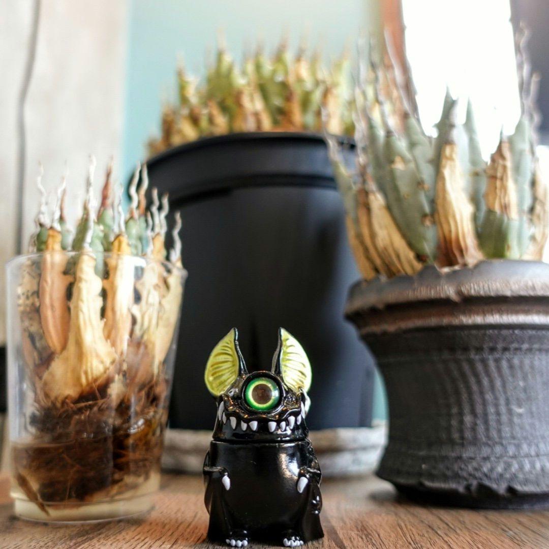 Y*Y様 【7号XXXLサイズ】発根屋史上最大・最高のエボリスピナ・発根済のド陽