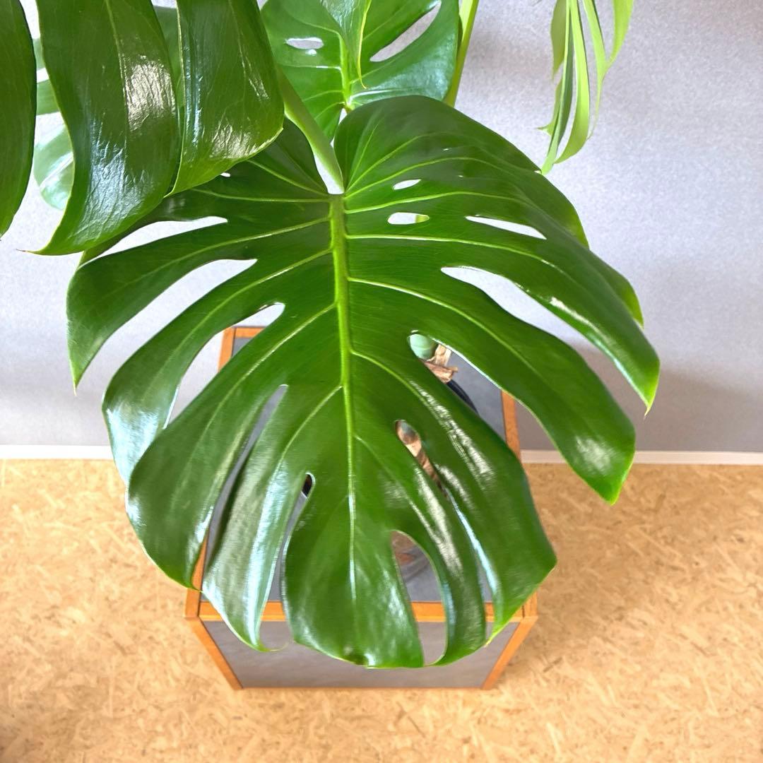 希少❗️幹立❗️モンステラ　デリシオーサ✨