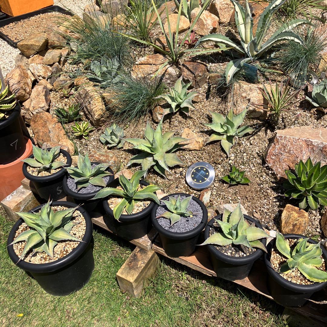 オバティフォリア　アビス