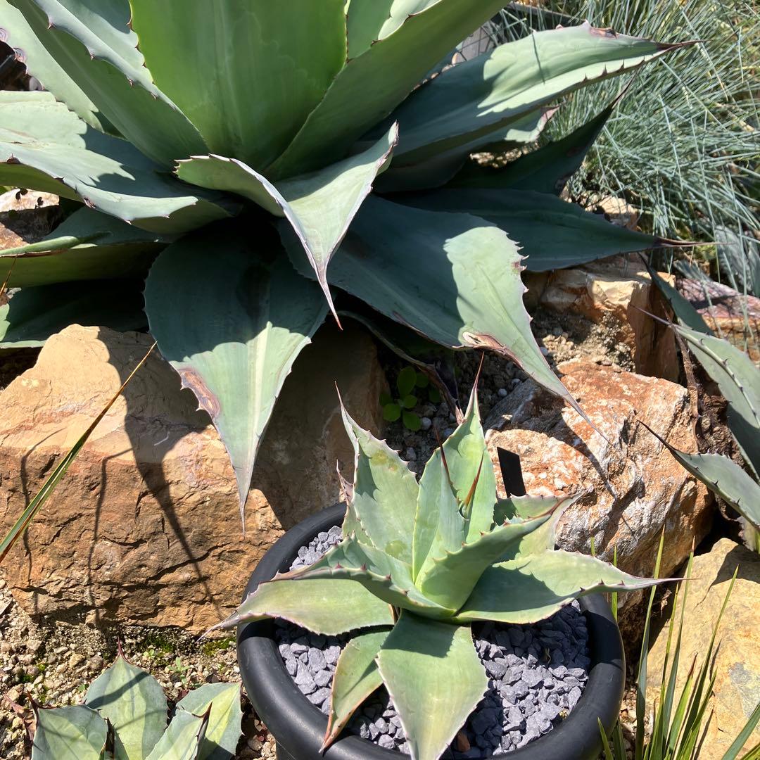 オバティフォリア　アビス