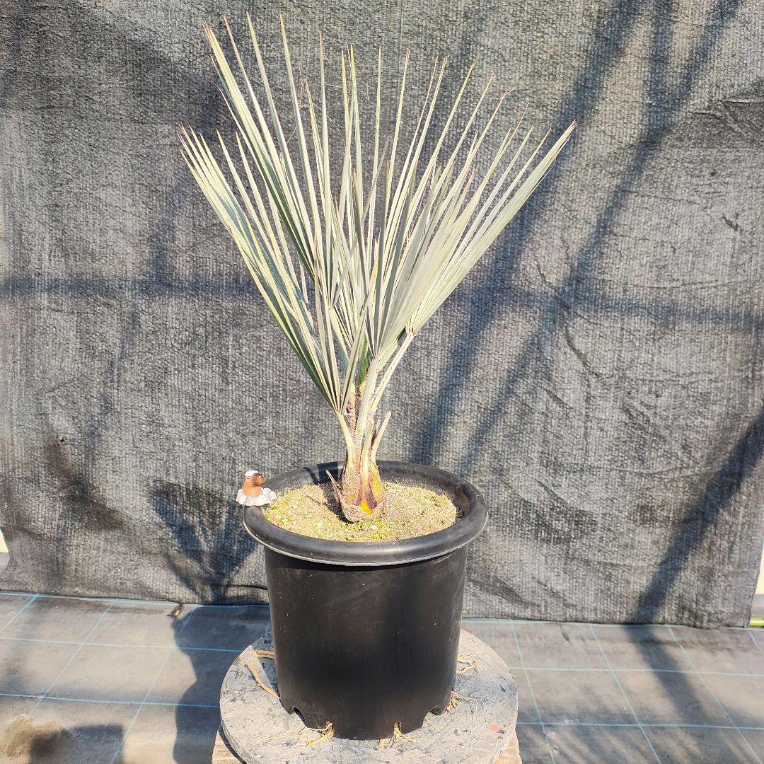 ブラヘア　アルマータ