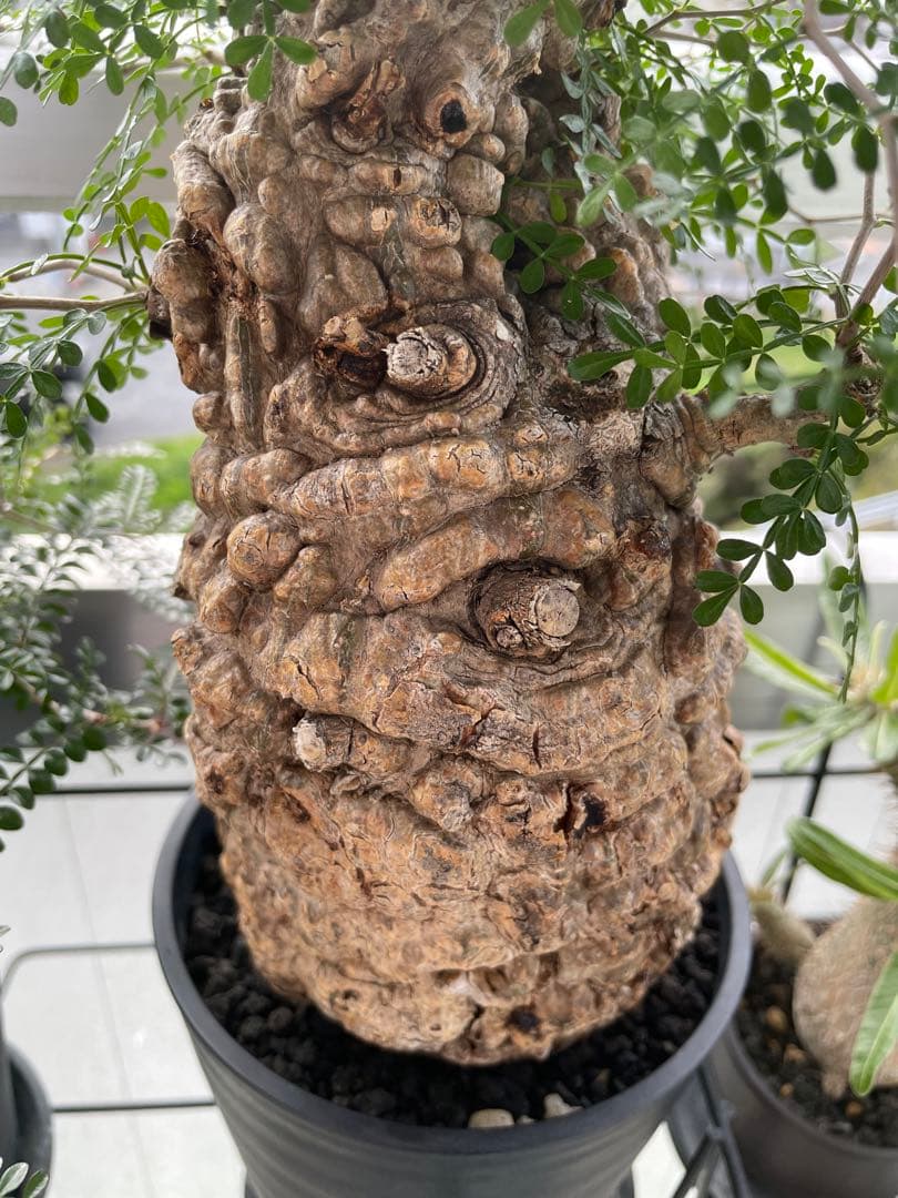 オペルクリカリアパキプス　発根3年目、パワータンクあり　最終値下げ！!