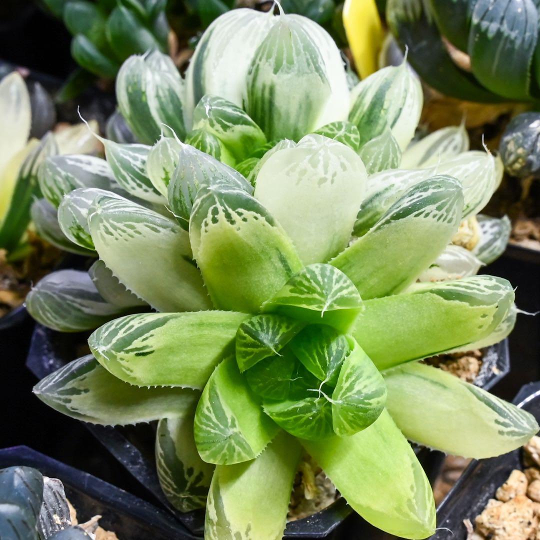 ハオルチア 白銀の露 極上斑