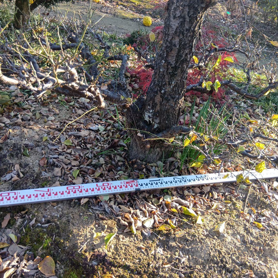 梅（白梅）庭木