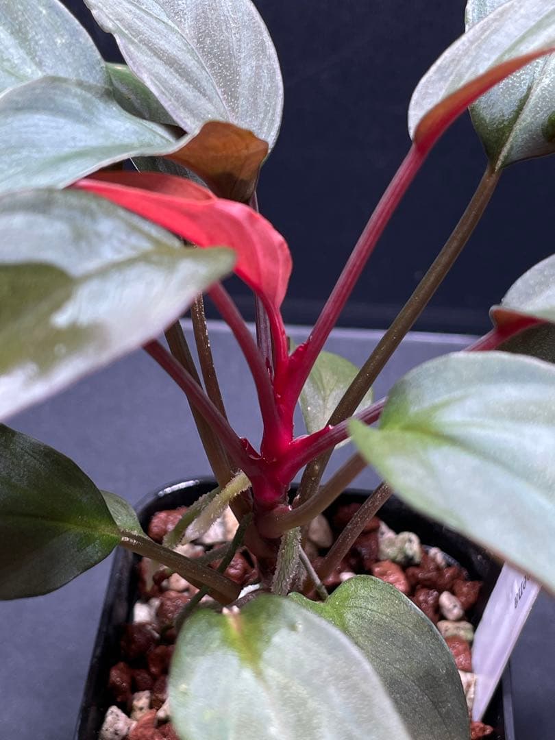 Homalomena Rec 165 ko723-f1 kzt増殖株　赤軸