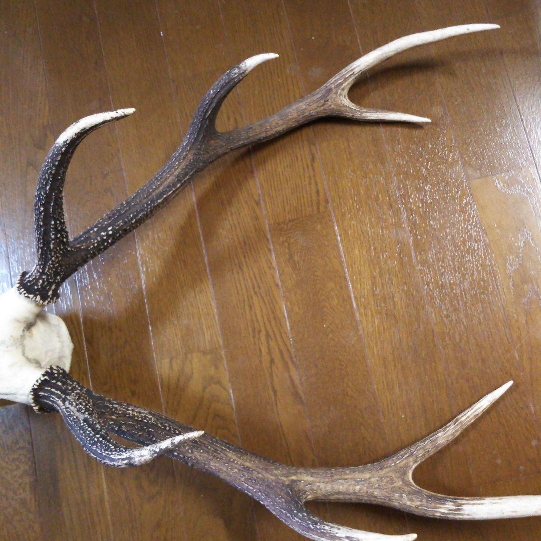 鹿の角　頭部