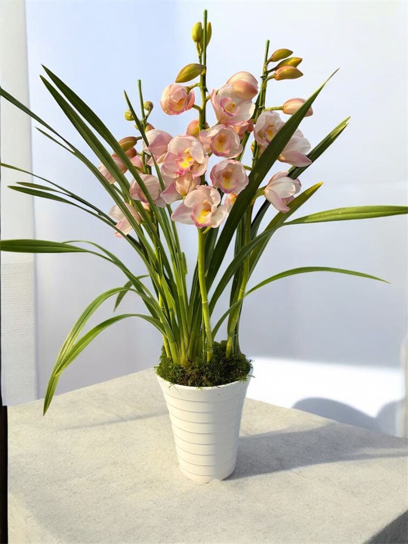 シンビジウム ピンク 鉢花 贈り物 プレゼント