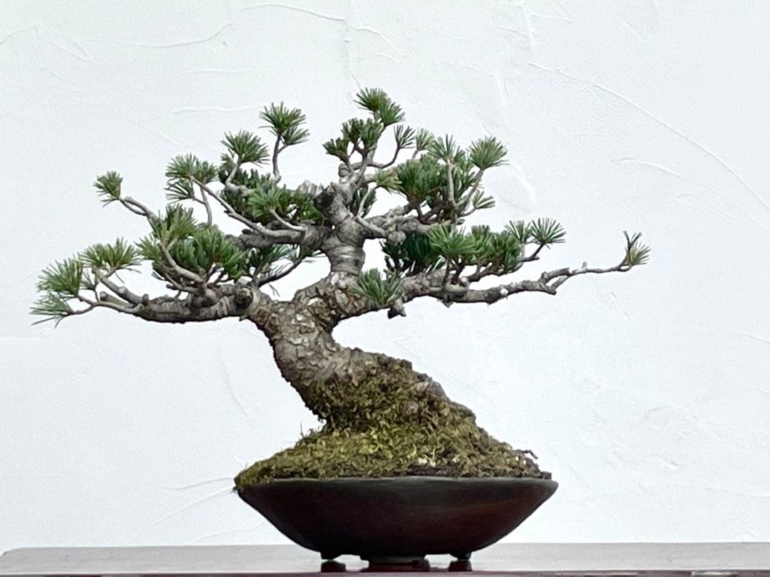 三河盆栽　明星　五葉松　盆栽　品種物　人気品種　八房　古木