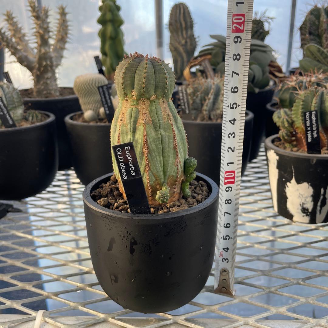 ユーフォルビア オベサ オールド モンスト 3~3.5号プラ鉢