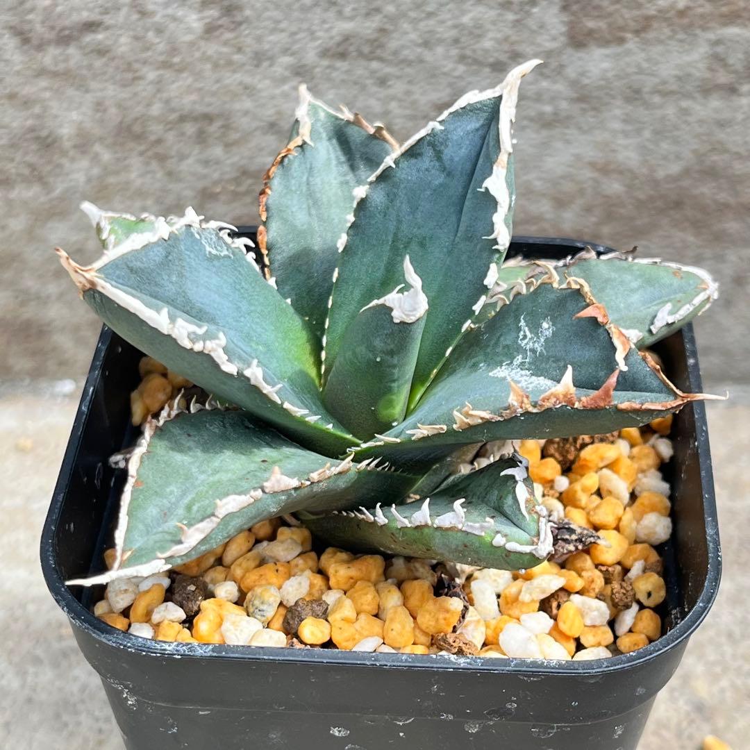 アガベ　チタノタ　狼人　No.003　鉢、送料込　メルカリ便