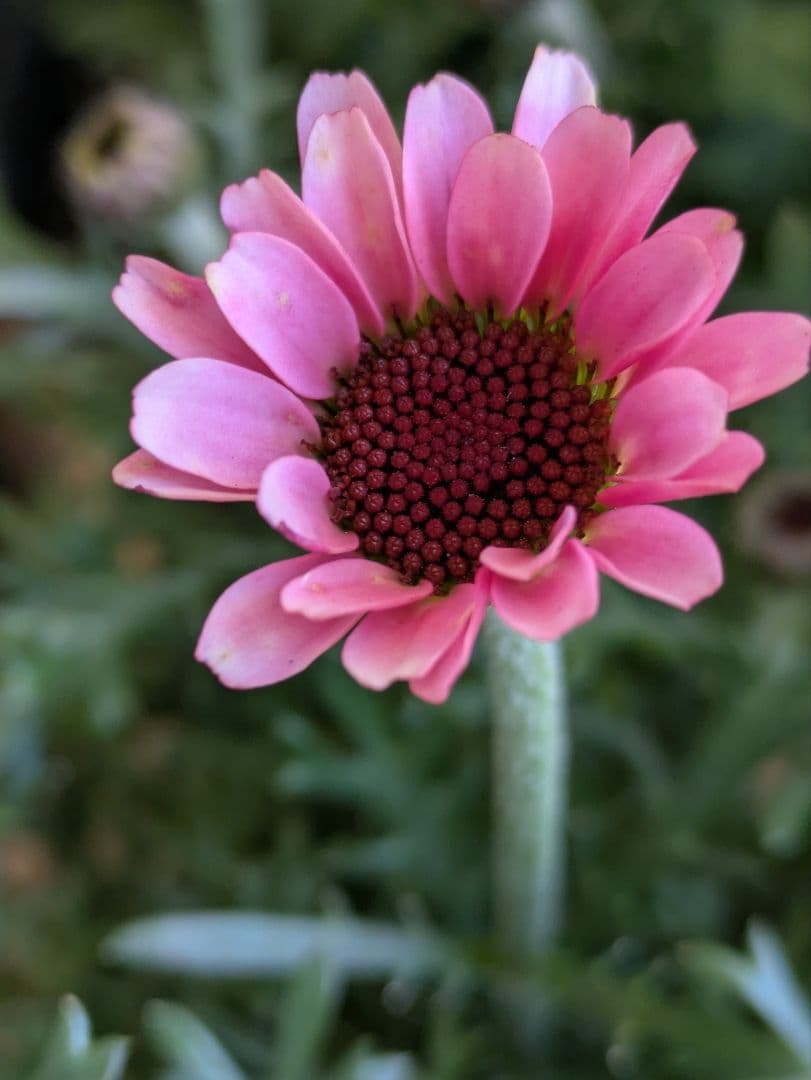 ♡べーしーる様♡