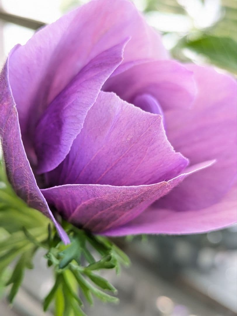 ♡べーしーる様♡