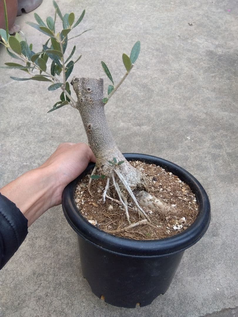 オリーブ　古木　ネバディロブランコ　6号鉢つき　幹太❗