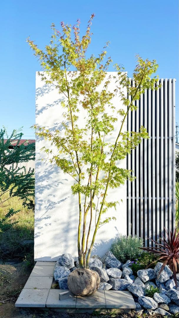 逸品。イロハモミジ大株立ち3.0M(鉢底から)