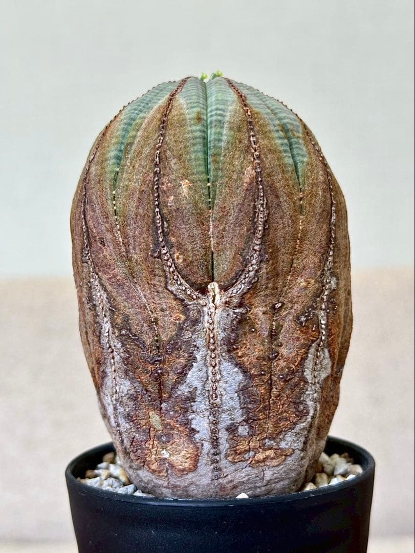 ユーフォルビア オベサ オールドオベサ 木質化 ヨーロッパ株