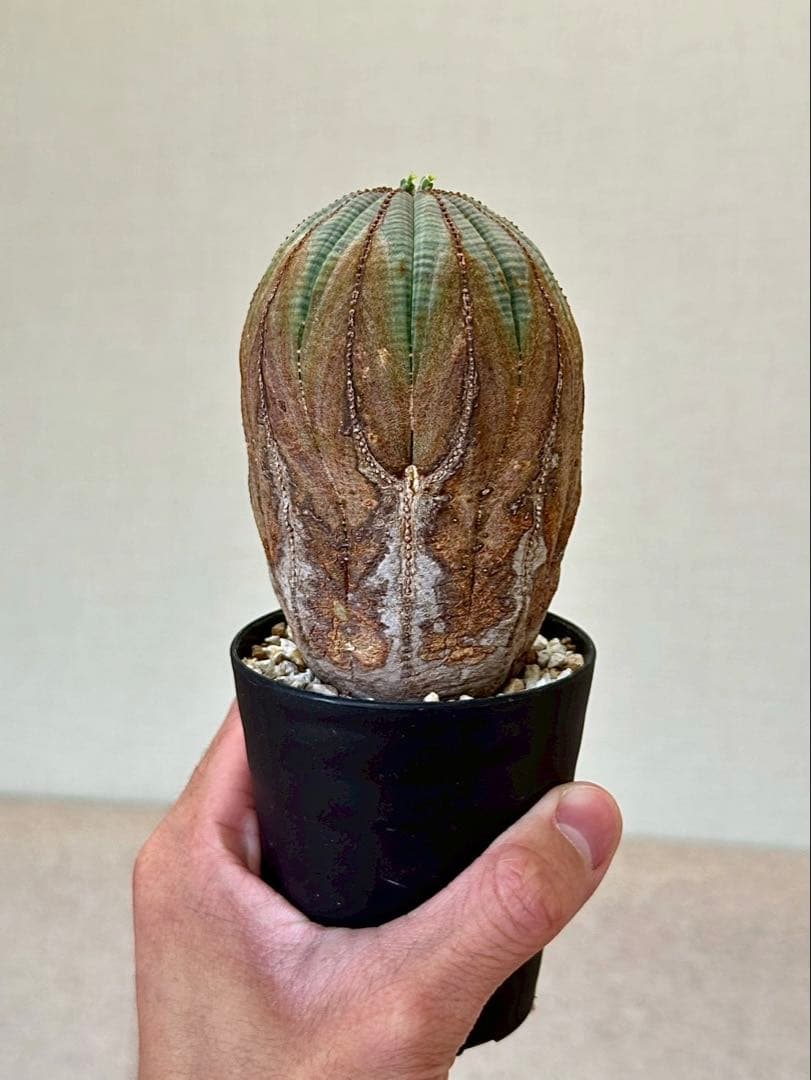 ユーフォルビア オベサ オールドオベサ 木質化 ヨーロッパ株