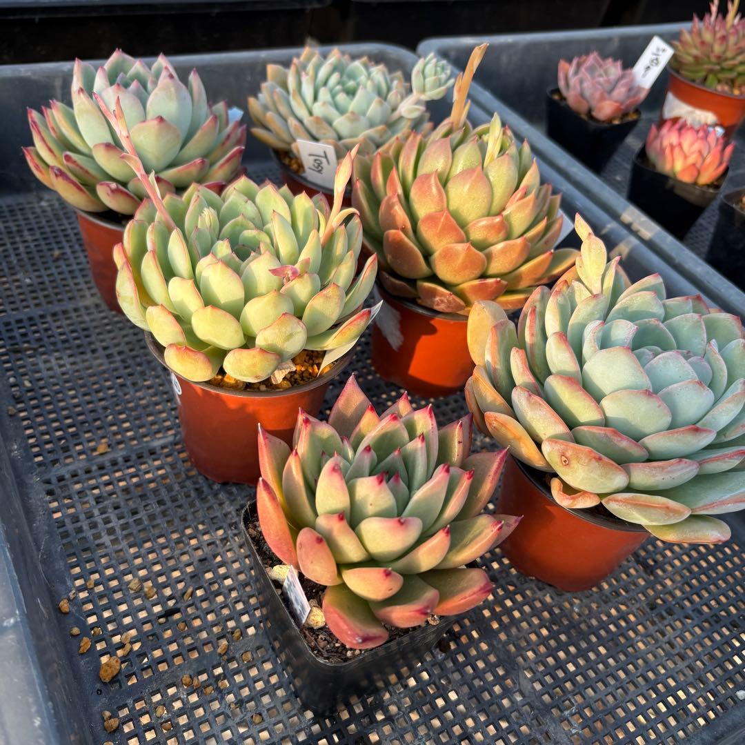 エケベリア 6種 ムチムチセット 抜き苗 多肉植物