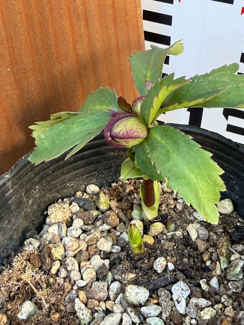 ガ*ル様 クリスマスローズ　原種トルカータスベイン