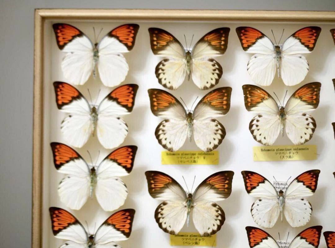 蝶標本 ツマベニチョウ 世界産地別コレクション 研究用 大型ドイツ箱 外国