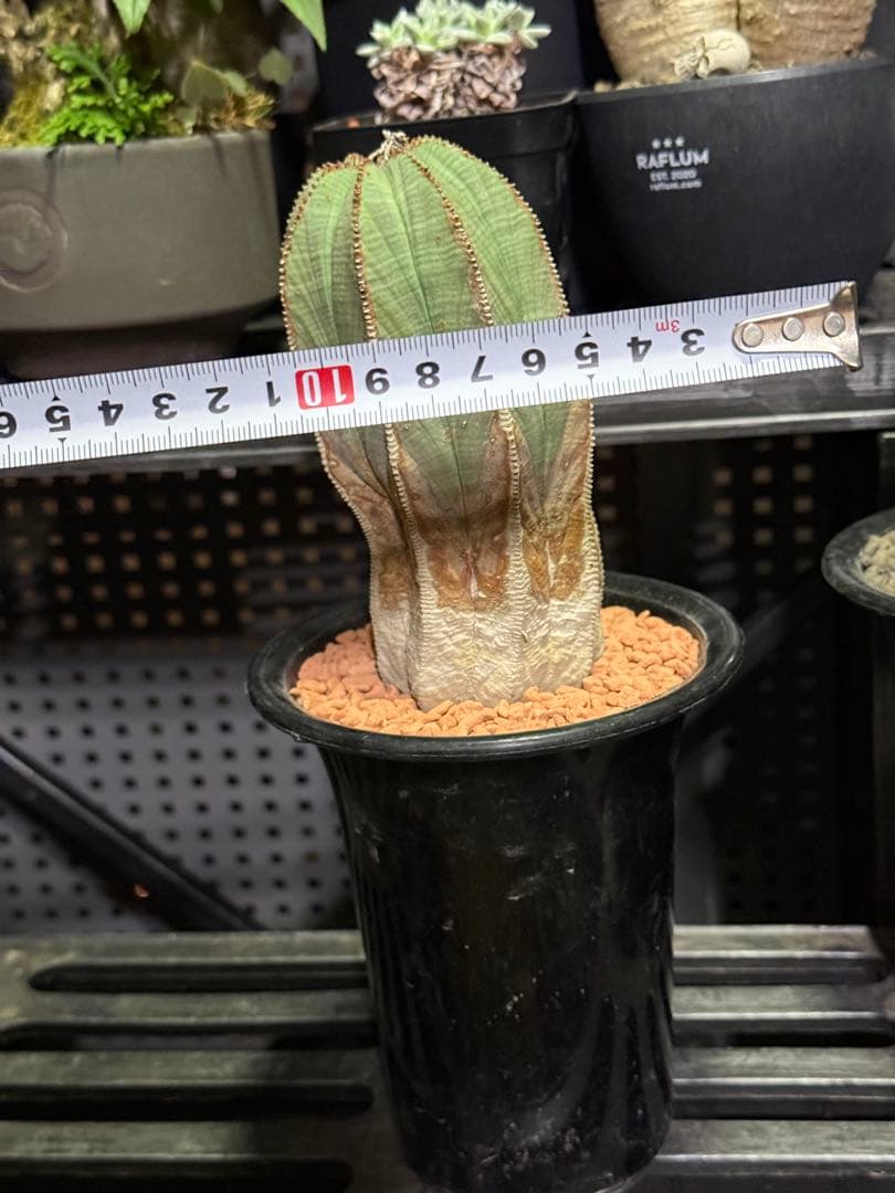 ユーフォルビア　オベサ　超大株