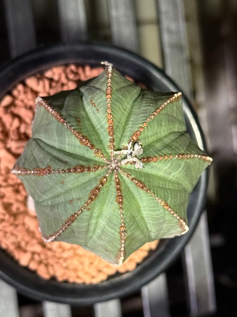 ユーフォルビア　オベサ　超大株