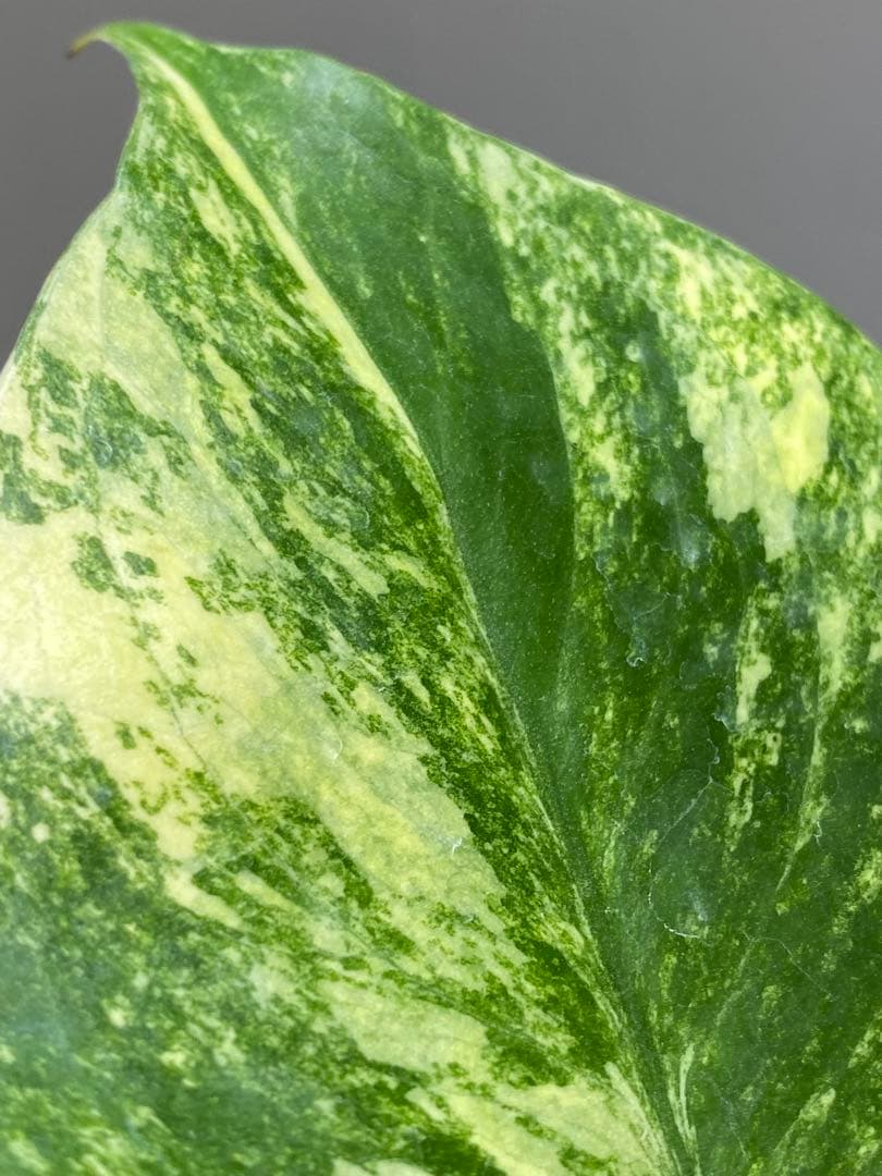 呉*様様 【これは本物です✨】モンステラ　イエローマリリン　黄斑　オーレア　希少