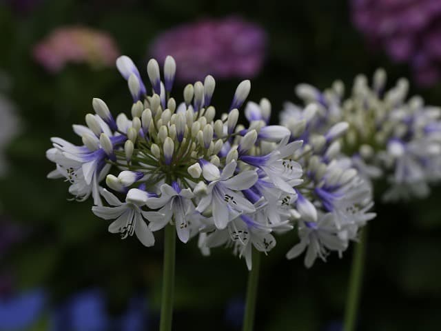 群生株　【アガパンサス】バイカラー（白・紫）